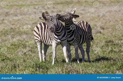 Two Stallion Zebras Fighting. Stock Photo - Image of outdoor, hooves: 46340080