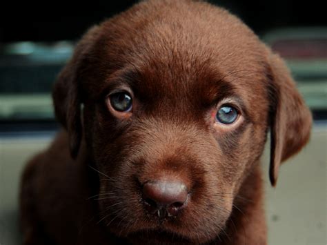 Cute Puppy Image, Chocolate Dog in Blue Eyes, Innocent Look 2048X1536 free wallpaper download ...