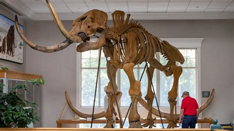 World’s most-complete mastodon debuts in science center - Hanover College