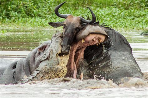 Croc Vs Hippo Vs Wildebeest - Mirror Online