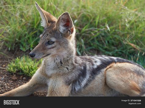 Golden Jackal Canis Image & Photo (Free Trial) | Bigstock