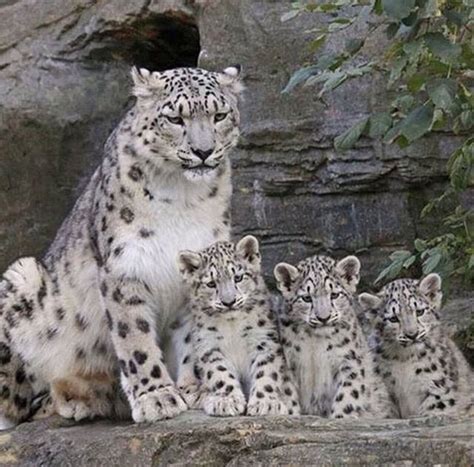 Snow leopards | Baby snow leopard, Animals beautiful, Beautiful cats