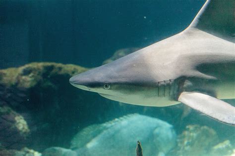 Blacknose Shark - A-Z Animals