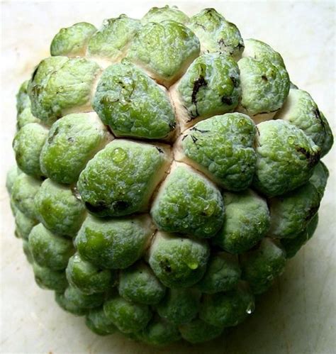 sweetsop - Caribbean Dictionary