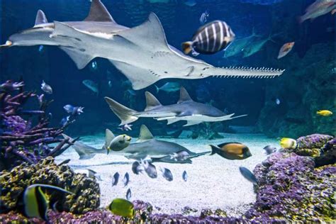 Sea Life Sydney Aquarium | GetYourGuide