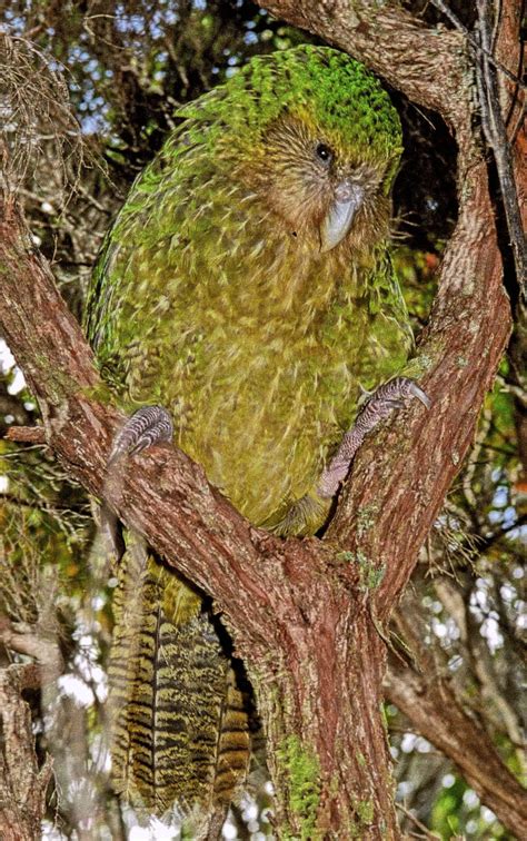 New Zealand Adventure Tours | Active Adventures | Rare birds, Beautiful birds, Kakapo