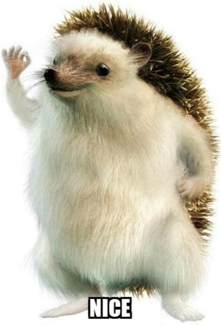 Nice hedgehog | Haha Yes Hedgehog | Know Your Meme