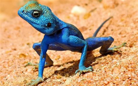 Blue-crested Lizard