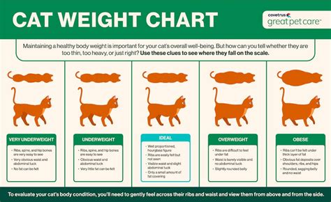 How to Help a Cat Lose Weight: 8 Things to Try | Great Pet Care