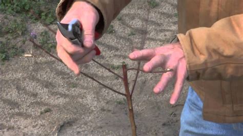 Pruning a Young Peach Tree. Also use this method for the Santa Rosa Plum | Pruning peach trees ...