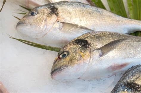 Gilt-head Bream Fish Dorado on Ice at a Market Stock Image - Image of food, nutrition: 137708231