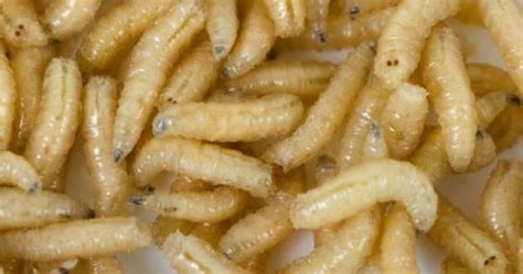 STRANGE FACTS: A man discovered that maggots were living in his scalp