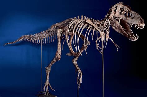 Dinosaur Skeleton to Be Returned to Mongolians - NYTimes.com