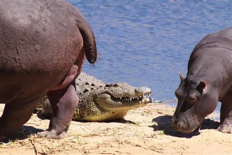 Hippo vs Crocodile: Similarities And Differences - Leo Zoo