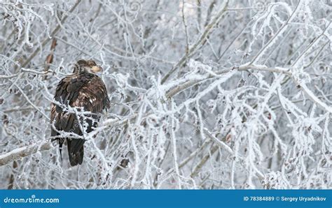 The Close Up Portrait of Bald Eagle Stock Image - Image of beak, bald: 78384889