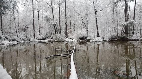 My picture of the Louisiana snow : pics