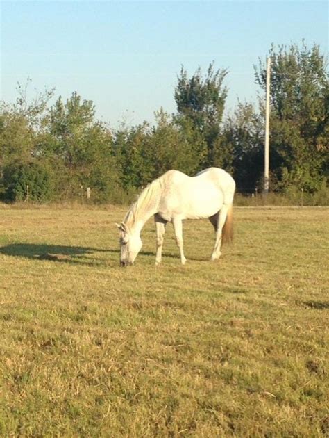 Bute Alternatives for Horses - The Holistic Horse