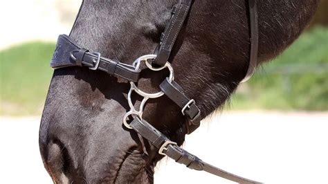 What is a Hackamore Bridle? How it Works, Types & Should You Use One