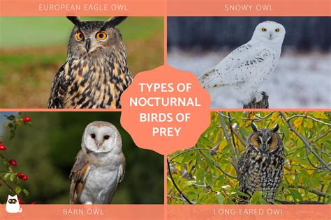 Nocturnal Birds of Prey - Characteristics and Examples of Nocturnal Raptors