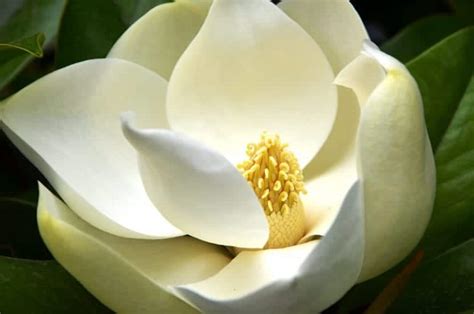 Magnolia grandiflora