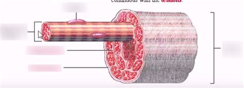 Anatomy & Physiology I Chapter 9: Internal Structure of a Fascicle ...