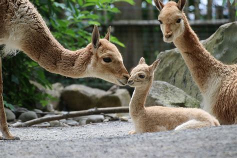 Osnabrück Zoo – Stadt Osnabrück