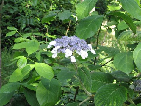 Hydrangea aspera Villosa Group - Urban Jungle Plant Nursery