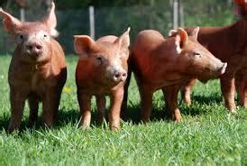 Tamworth Swine Association