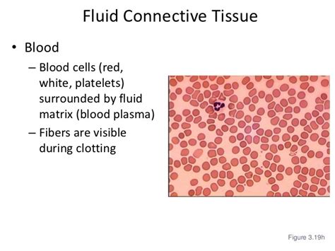 Fluid connective tissue structure and function - Brainly.in