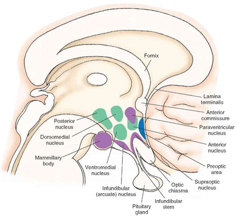 The Hypothalamus (Integrative Systems) Part 1