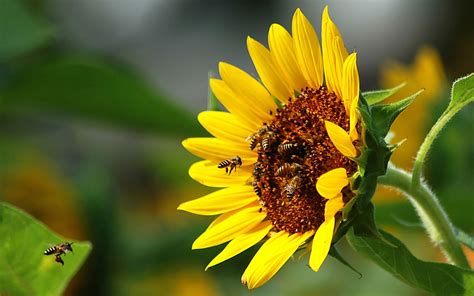 flowers, Insects, Bees, Sunflowers Wallpapers HD / Desktop and Mobile Backgrounds