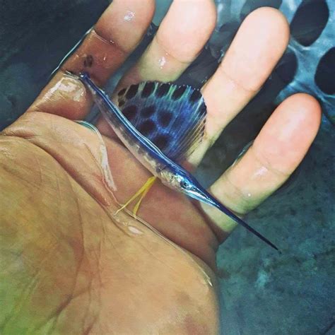 A ridiculously cute catch — a Baby Sailfish that was immediately put ...