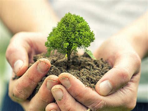 6 Reasons to Plant Trees in Israel l The Symbol of Planting Trees - Beliefnet