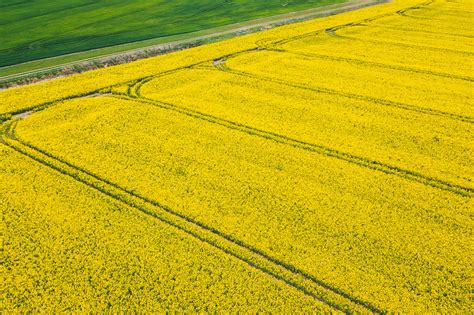 Abstract Landscape Photography with Canola Fields (and a Drone)