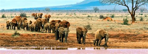 Tsavo National Park | Roaming Africa Tours & Safaris