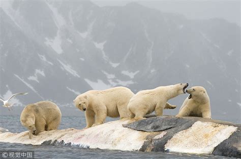 Whale-eating polar bears have dwindling food source: study - CGTN