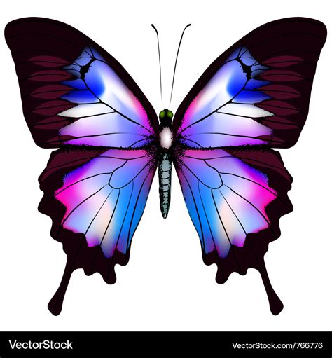 Beautiful butterfly Royalty Free Vector Image - VectorStock