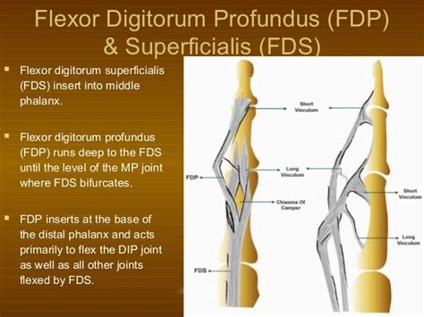 Fdp Muscle Origin And Insertion - Lumbricals Of The Hand Wikipedia ...