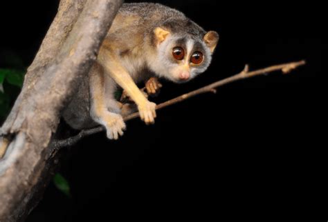 Slender Loris - Facts, Diet & Habitat Information