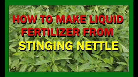 STINGING NETTLE FERTILIZER - HOW TO MAKE LIQUID FERTILIZER FROM STINGING NETTLE - YouTube