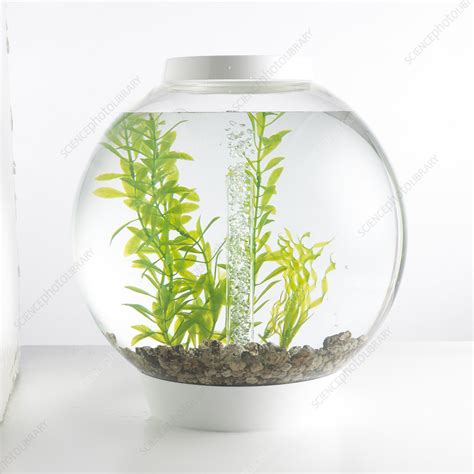 Goldfish bowl containing artificial plants - Stock Image - C053/5970 - Science Photo Library