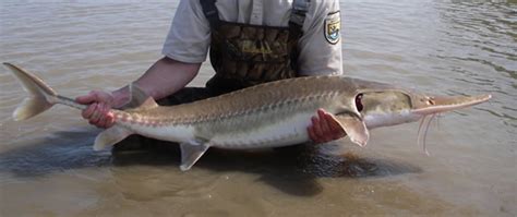 Pallid Sturgeon Habitat