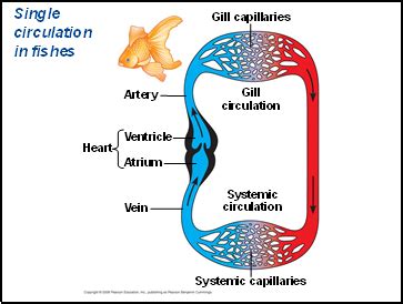 reptiles circulatory system