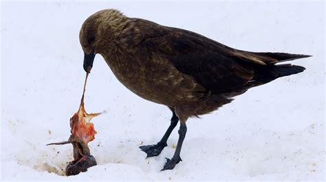 Penguin Chick Eaten by Skua | Penguin Post Office | BBC Earth - YouTube