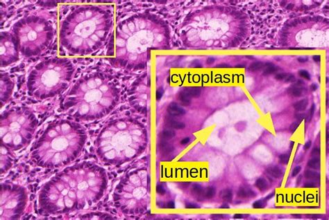 A histological image of colon mucous glands. | Download Scientific Diagram