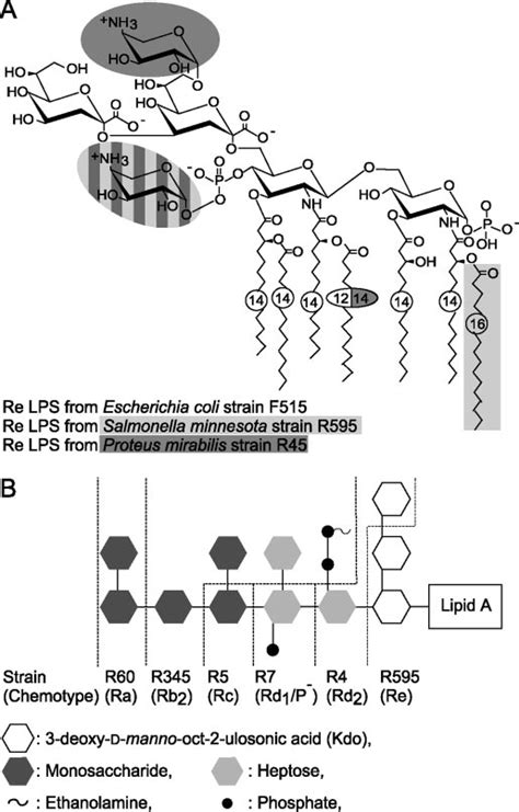 Chemical structures of the LPS used for outer membrane reconstitution.... | Download Scientific ...