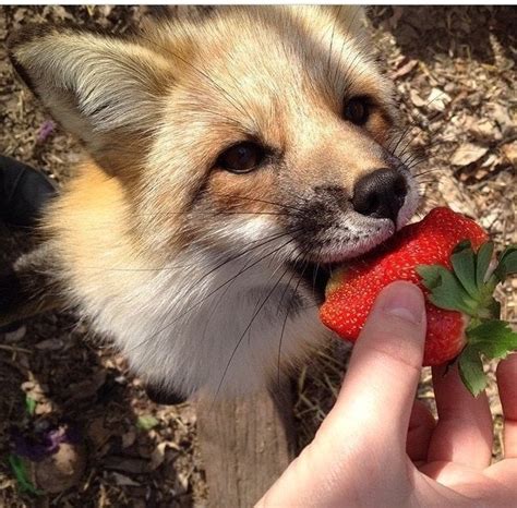 He loves strawberry :3 (not my photo, just found) : foxes