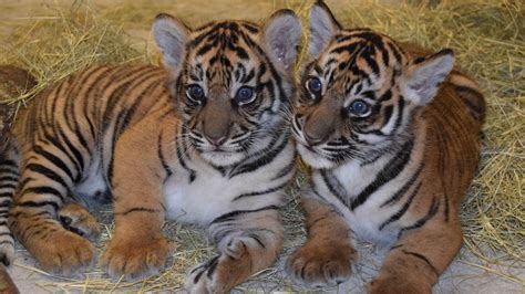 Updates on Sumatran Tiger Cubs and Conservation Efforts | Disney Parks Blog