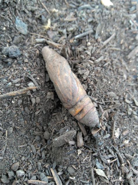 White Lined Sphinx Moth (Hummingbird Moth) EGGS -- LIVE Moth eggs – Sagebrush Butterflies