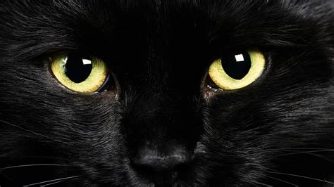 23 Black Cat Wallpapers - Wallpaperboat